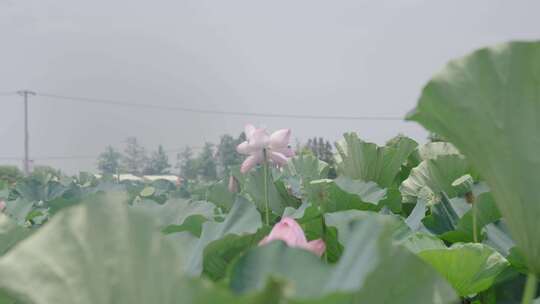 荷花 荷叶 荷花池