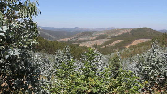 森林葡萄牙山丘景观视频素材模板下载