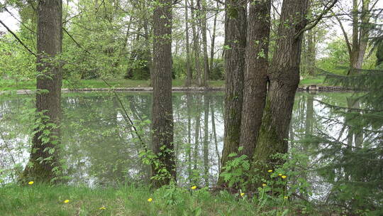 池塘边的树木