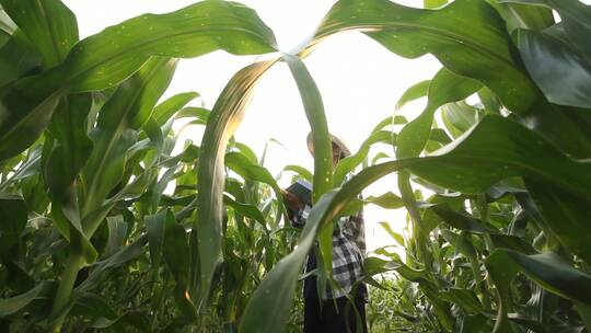 亚洲农民在检查玉米成长情况视频素材模板下载