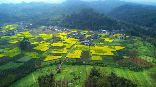 航拍美丽农村金黄色油菜花地中国四川新农村