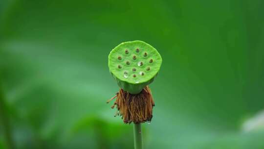 夏日荷花视频素材模板下载