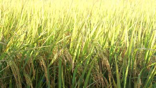 金色的水稻阳光照耀农业宣传素材