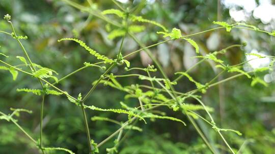 广东农村大山野草芒箕骨视频素材模板下载