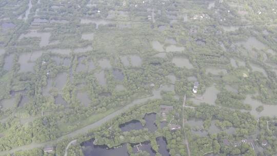 西溪湿地