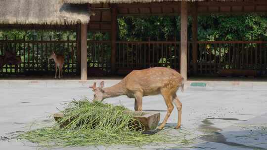 小鹿在吃草