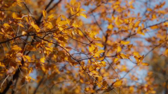 秋天的枫叶树枝视频素材模板下载