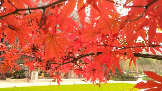 阳光枫树秋天红色的枫叶鸡爪槭