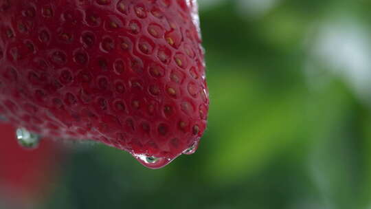 草莓上水滴的慢镜头特写视频素材模板下载