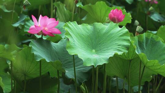 荷花自然涟漪露水池塘开花莲蓬公园花瓣雨诗