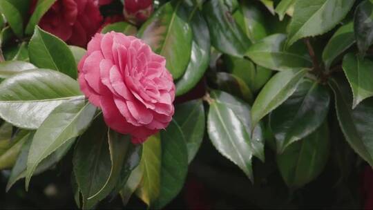 漂亮的粉红色花山茶花