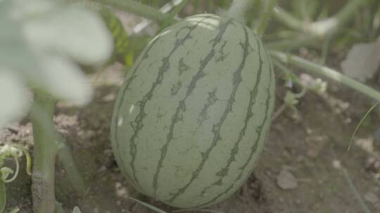 西瓜种植LOG视频素材模板下载