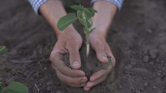 双手呵护幼苗生长