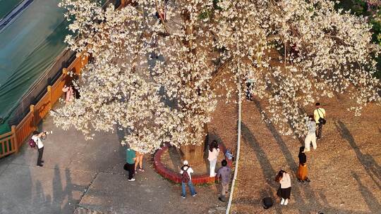 中国广东省广州市天河区华南师范大学异木棉