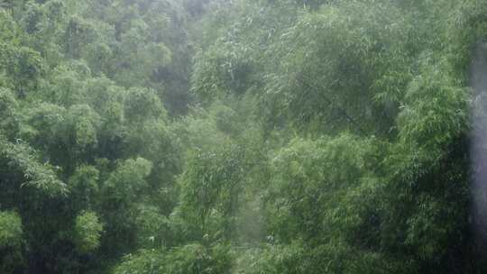 竹林雨景竹子下雨竹叶水滴