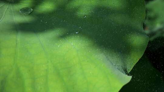 荷叶雨露水珠翻滚唯美意境