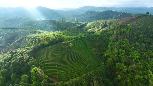 航拍茶山茶园