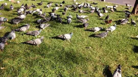 公园里成群的鸽子在草地上觅食视频素材模板下载