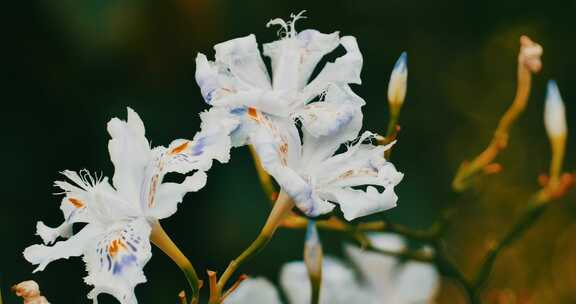 白色的蝴蝶花特写