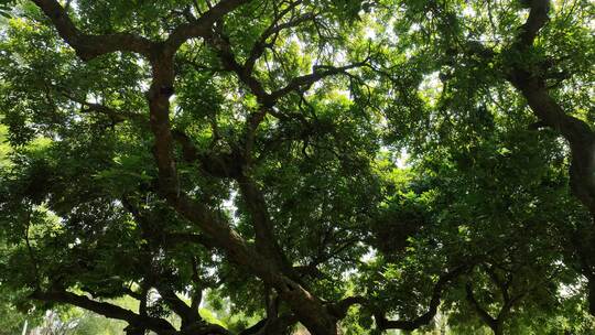 茂密大树与繁茂枝叶景象