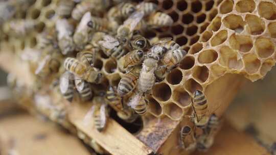 蜜蜂采蜜、蜂农养殖视频素材模板下载