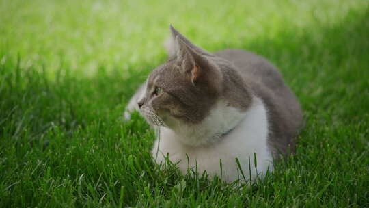 猫在绿草中放松