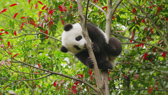 可爱国宝大熊猫幼崽爬树玩耍特写视频素材模板下载