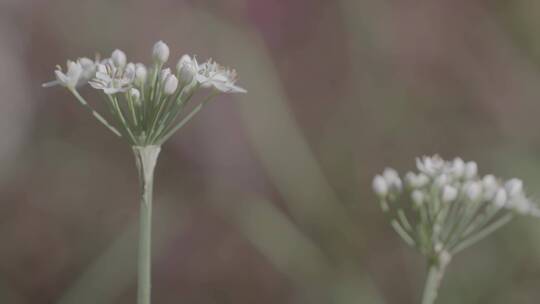 野韭菜花LOG视频素材