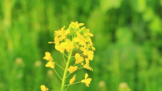 春天的油菜花特写