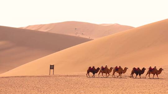 4K敦煌沙漠骆驼