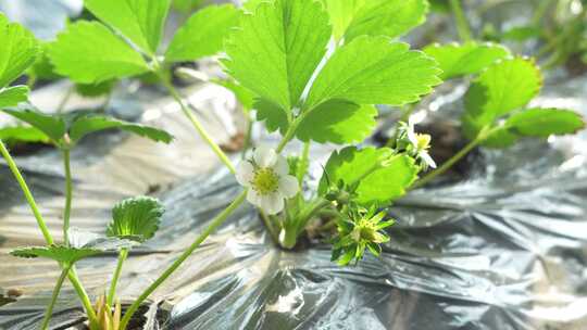 草莓园 农田 农业作物 水果 绿色植物 温室