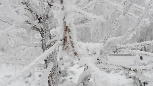 森林里的新雪