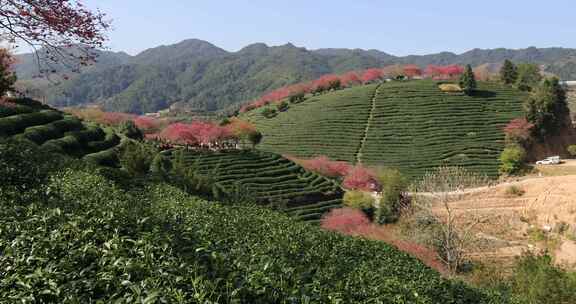 福建漳平龙岩永福樱花茶园