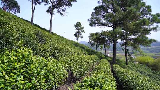 茶叶 茶 品茶 采茶制茶 茶山 摘茶