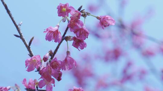 樱花蜜蜂采花和茶园风光