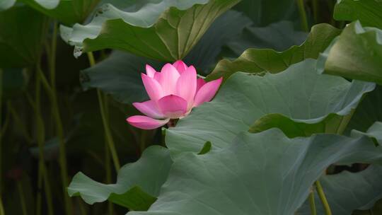 夏日阳光下的南京玄武湖荷花