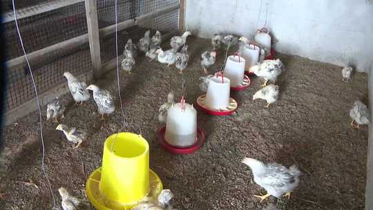 藏香鸡养殖