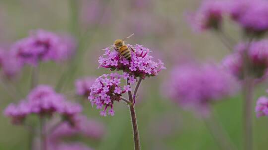 微距特写蜜蜂昆虫慢镜头