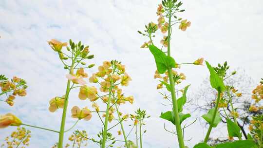 油菜花春天油菜花海油菜花田菜花花海