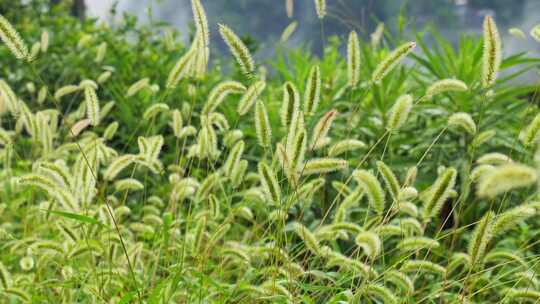 狗尾巴草草丛野草植物狗尾草公园唯美风景