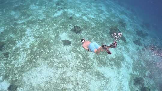 和海龟一起潜水