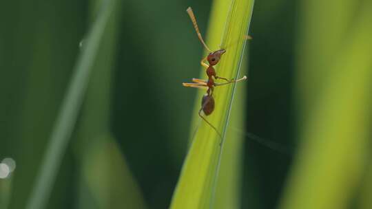 10-11蚂蚁爬水稻视频素材模板下载