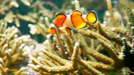 小丑鱼游过珊瑚礁视频素材模板下载