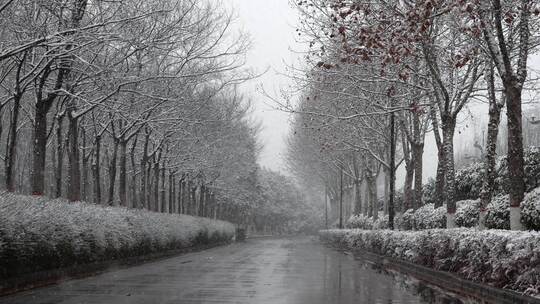 寒冷冬天公园里有行道树的道路雪景空境升格