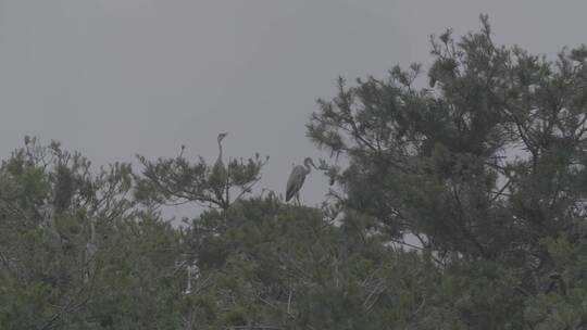 苍鹭栖息地LOG视频素材