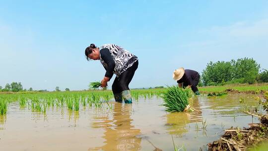 水稻培育视频素材模板下载