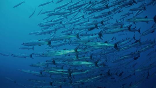 蓝色海底世界鱼群海龟珊瑚礁潜水旅游