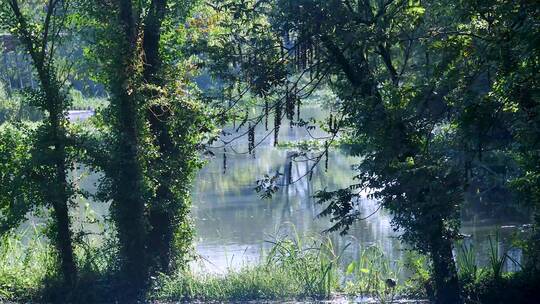 杭州国家西溪湿地公园4K视频素材