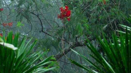 热带森林中的暴雨