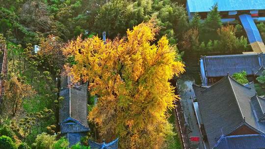 西安古观音禅寺千年银杏树